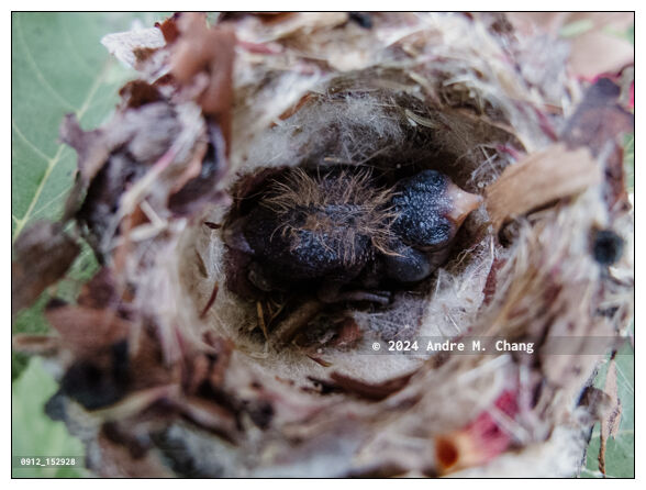 A featherless newborn glittering-bellied emerald (Chlorostilbon lucidus) hummingbird chick still in the nest. (Credit Image: © Andre M. Chang)