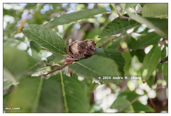 A glittering-bellied emerald (Chlorostilbon lucidus) hummingbird nest built in the branch of a sugar-apple (Annona squamosa) tree. (Credit Image: © Andre M. Chang)