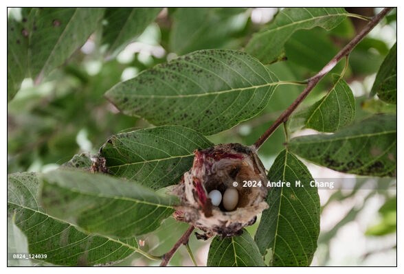 A glittering-bellied emerald (Chlorostilbon lucidus) hummingbird nest built in the branch of a sugar-apple (Annona squamosa) tree with two tiny white eggs. (Credit Image: © Andre M. Chang)