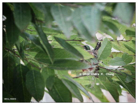 A female glittering-bellied emerald (Chlorostilbon lucidus)</i> hummingbird sits on its nest to keep it warm, Asuncion, Paraguay. (Credit Image: © Andre M. Chang)
